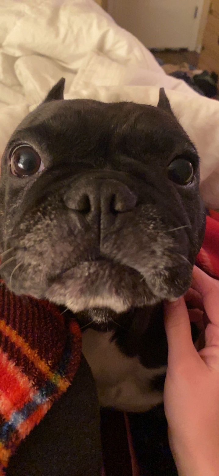 [Dog's Name] photo 1