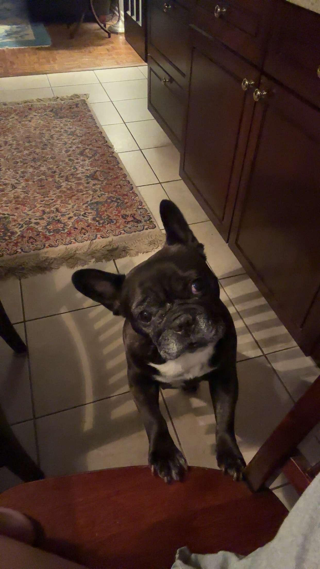 [Dog's Name] photo 2