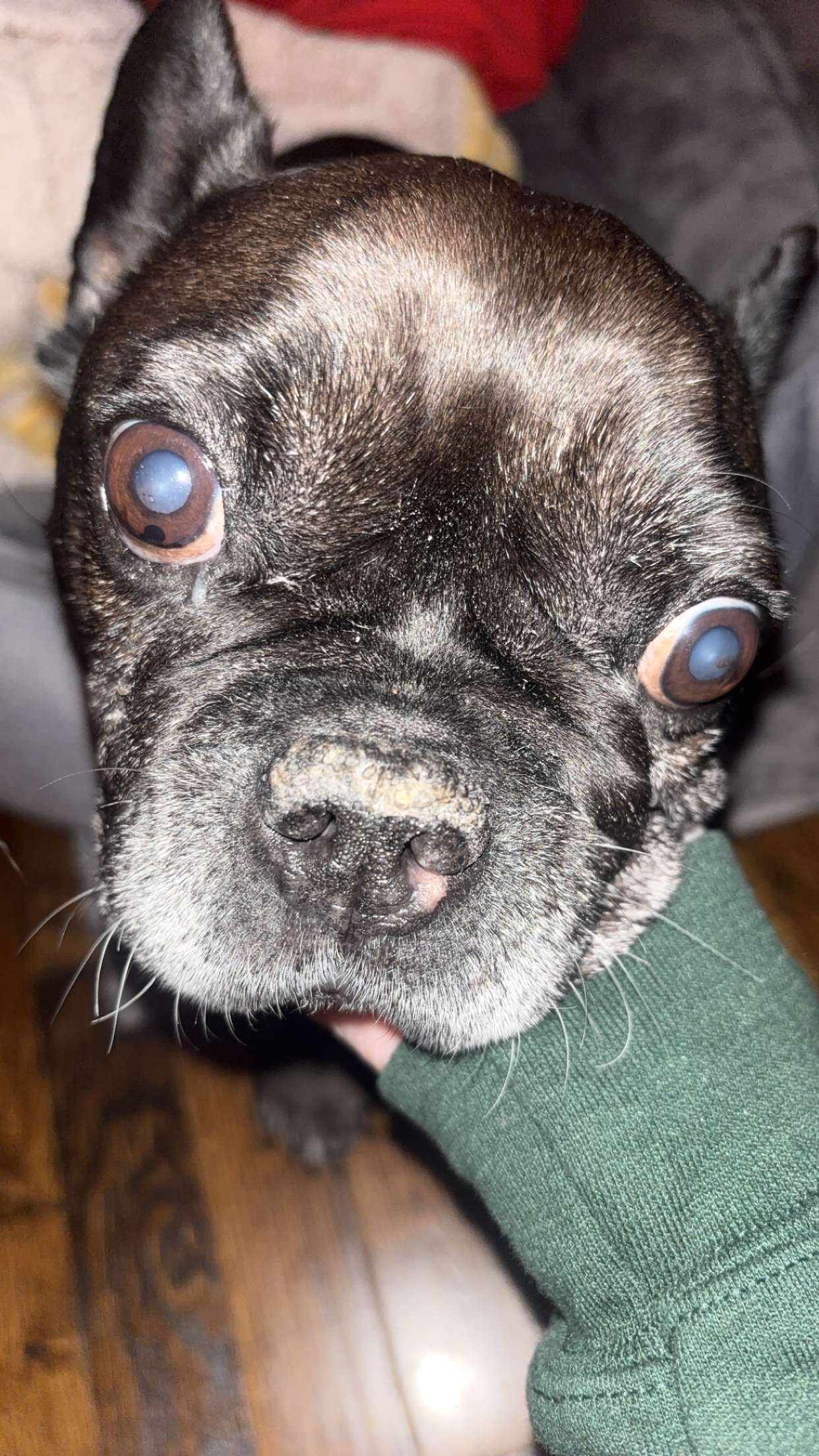 [Dog's Name] photo 3