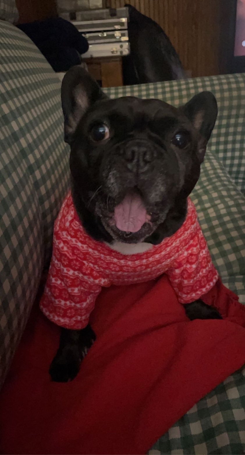 [Dog's Name] photo 5