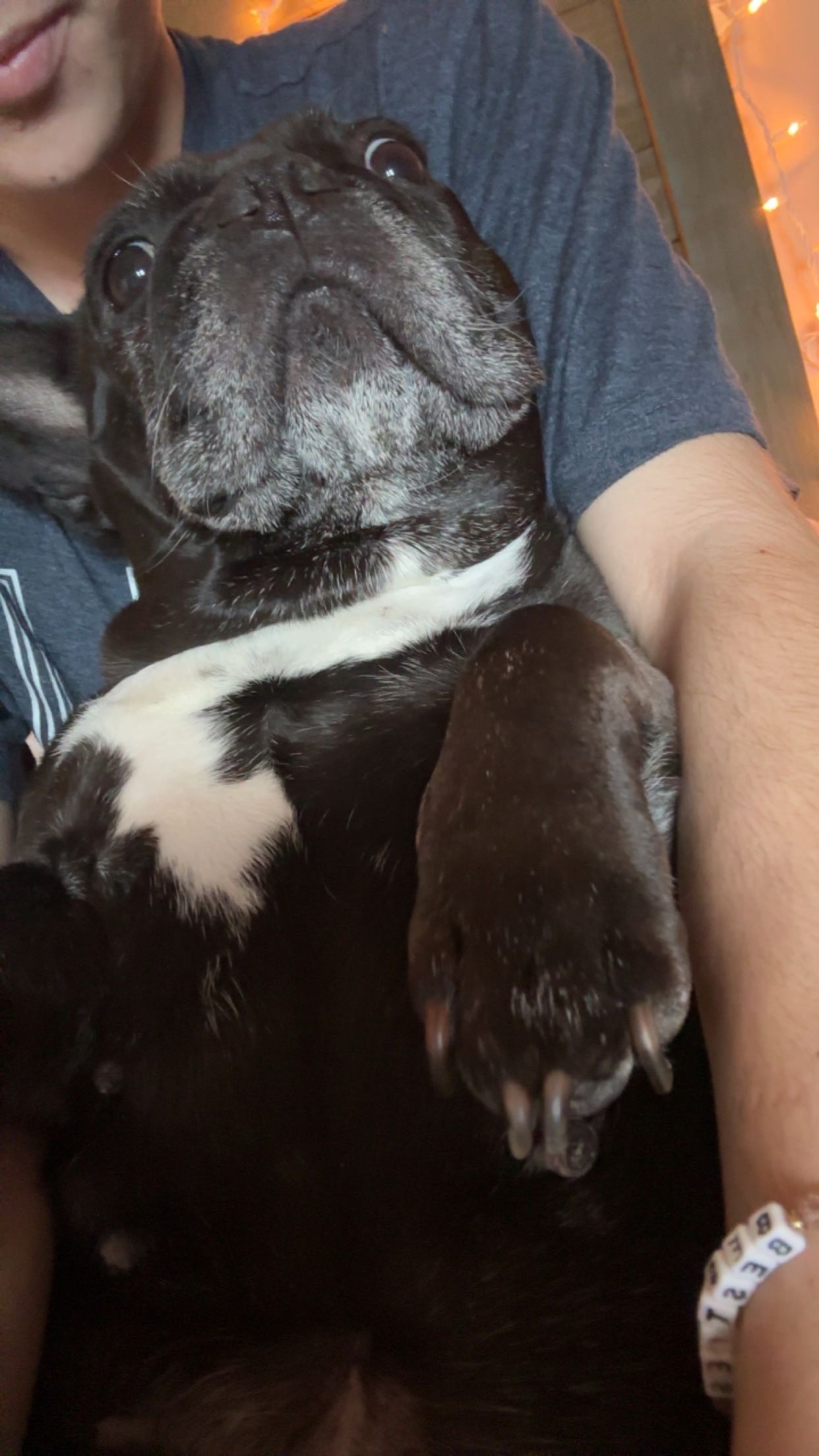 [Dog's Name] photo 6